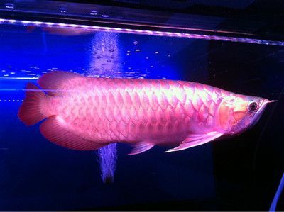 血紅龍魚怎么養殖方法：血紅龍魚的養殖需要注意以下幾個方面