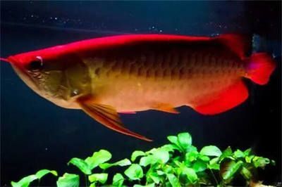 血紅龍魚怎么養殖方法：血紅龍魚的養殖需要注意以下幾個方面