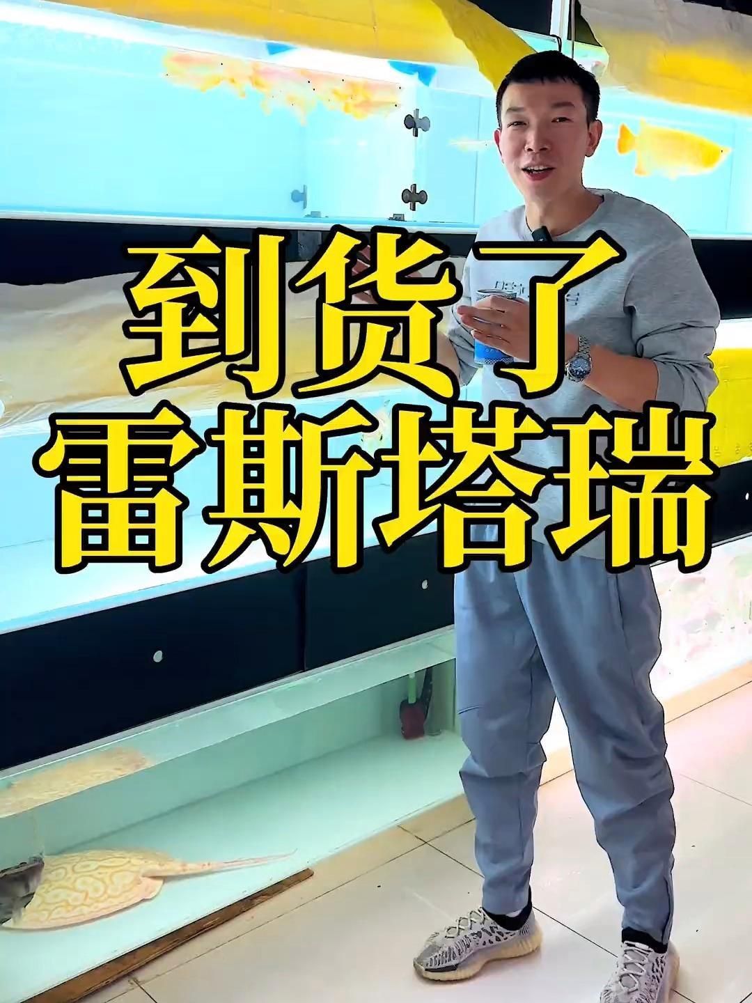 雷斯塔瑞龍魚