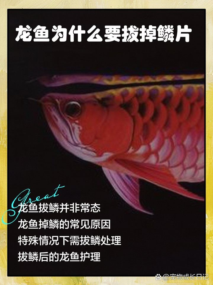 龍魚鱗片松動需要拔掉嗎？