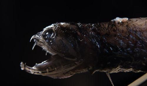 龍魚(yú)身上被咬爛,還能長(zhǎng)好嗎（龍魚(yú)被咬爛后能否長(zhǎng)好）