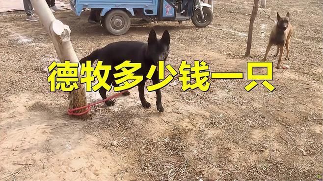 賽級德牧一般多少錢 賽級德牧一般多少錢 龍魚百科 第1張