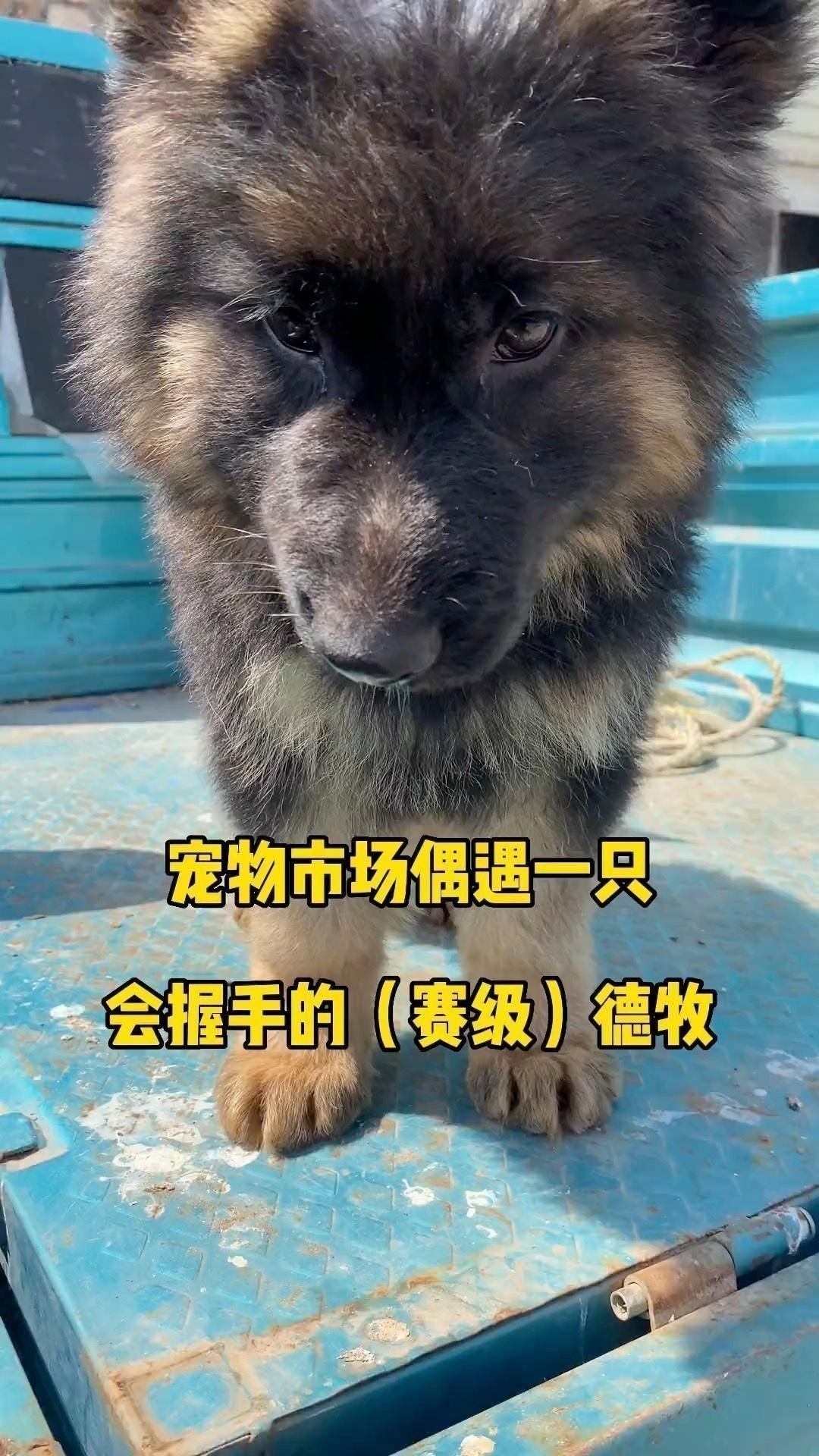 賽級德牧一般多少錢 賽級德牧一般多少錢 龍魚百科 第2張