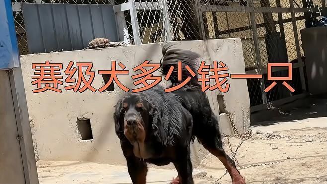 賽級德牧一般多少錢 賽級德牧一般多少錢 龍魚百科 第4張
