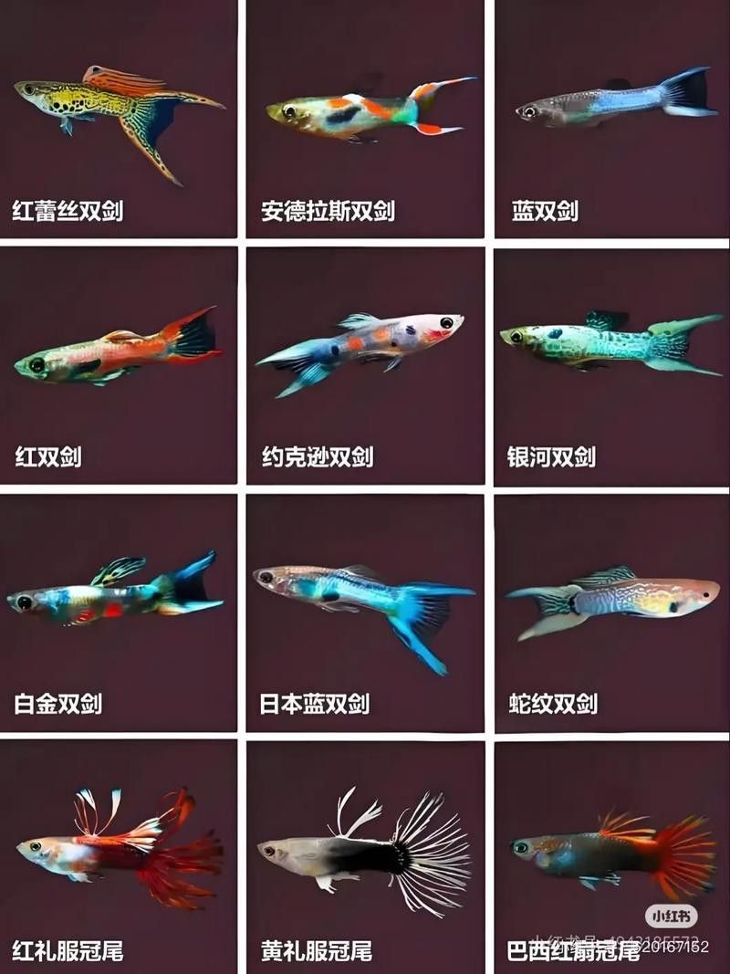 孔雀龍魚種類及圖片欣賞圖大全