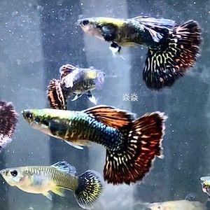 孔雀龍魚種類及圖片欣賞圖大全