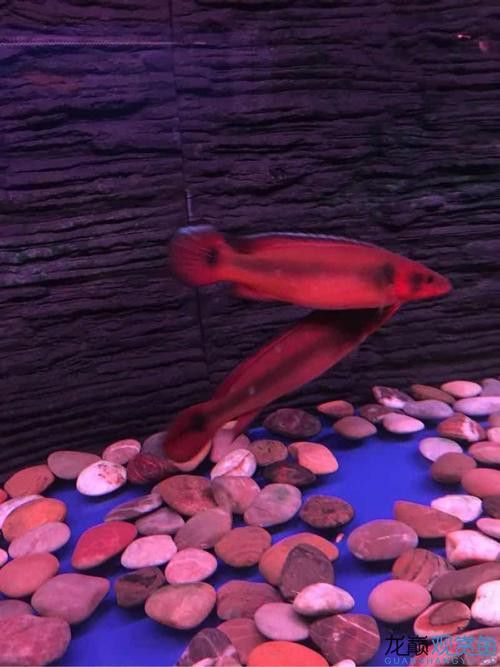 孔雀龍魚種類及圖片欣賞圖大全