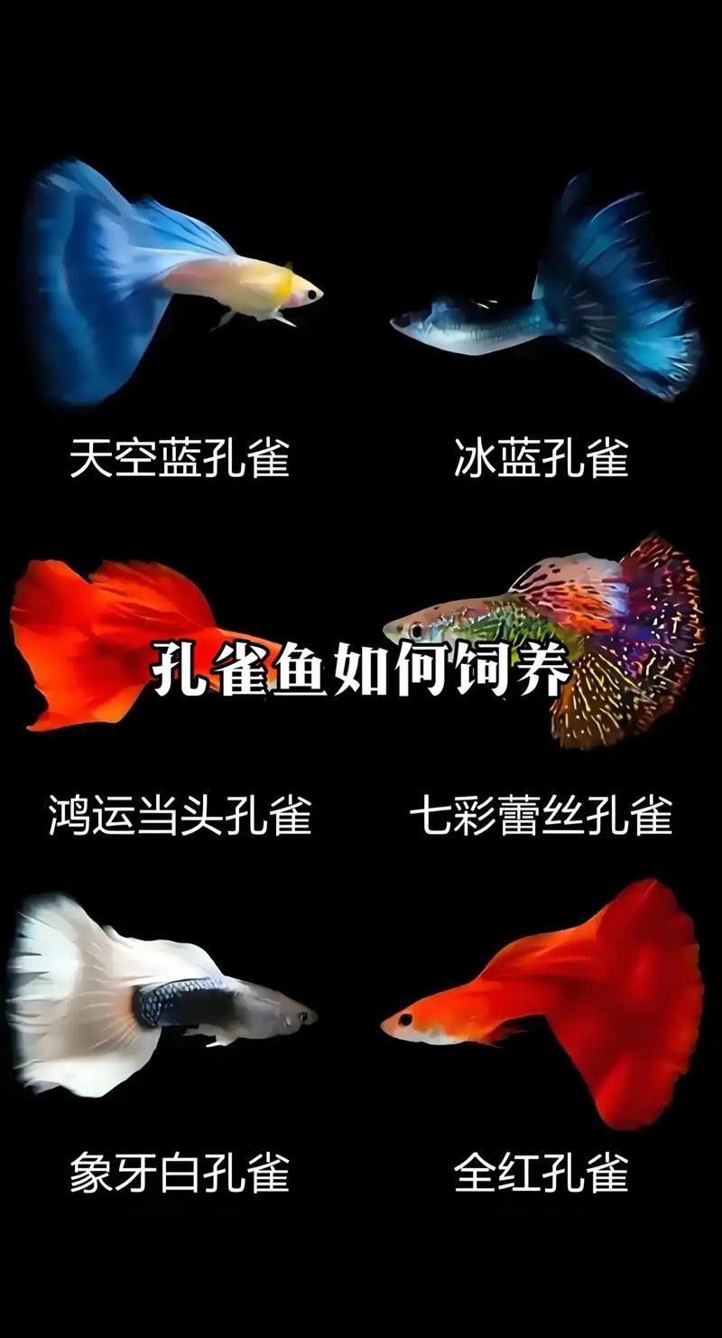 孔雀龍魚種類及圖片欣賞圖大全