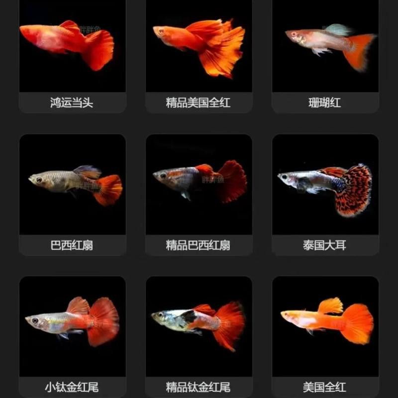 孔雀龍魚種類及圖片欣賞圖大全