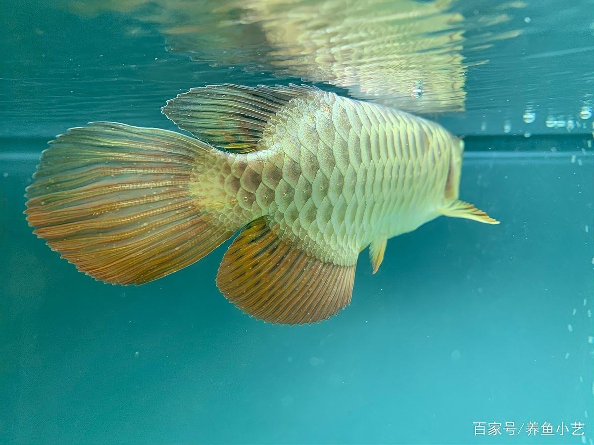 龍魚身上有白斑怎么辦 龍魚身上有白斑怎么辦 龍魚百科 第5張