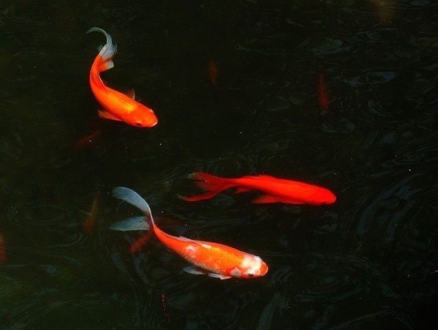 龍魚跟清道夫一起養為什么清道夫死了龍沒有事：當龍魚與清道夫魚一起養時，清道夫魚可能會死亡，而龍魚卻沒事