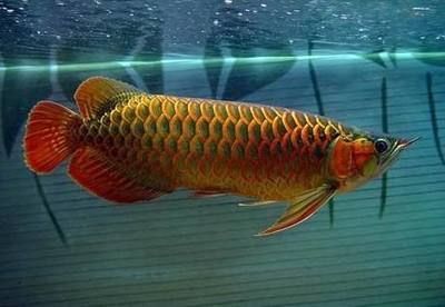 紅龍魚財神混養好嗎：紅龍魚和財神魚混養的注意事項