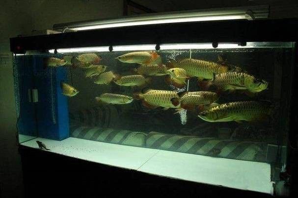 銀龍魚是怎么養的圖片 銀龍魚是怎么養的圖片 龍魚百科 第8張