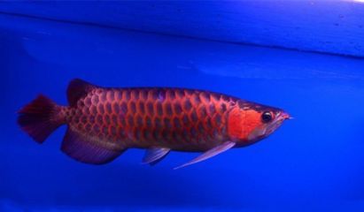 紅龍魚飼養溫度范圍是多少紅龍魚飼養溫度范圍是多少：紅龍魚的飼養溫度范圍是多少攝氏度
