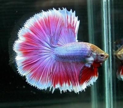 常見的觀賞魚圖片和名稱：各種常見的觀賞魚圖片和名稱 常見的觀賞魚圖片和名稱：各種常見的觀賞魚圖片和名稱 龍魚百科 第3張
