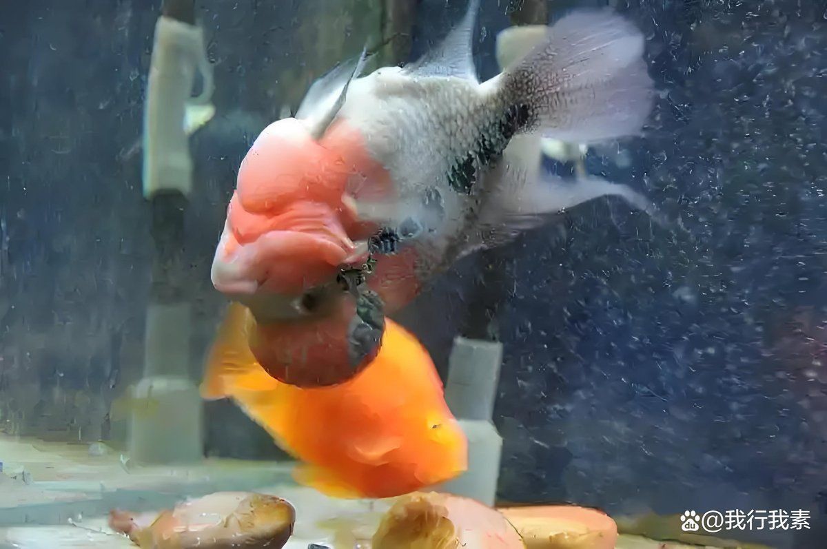 龍魚浮背會自己恢復嗎？