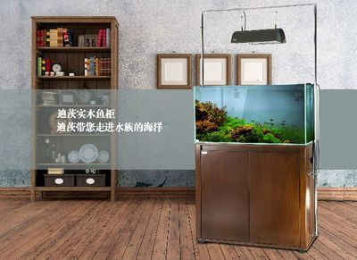 龍魚缸溫度高怎么降溫：夏季養龍魚注意事項，龍魚缸水質管理技巧
