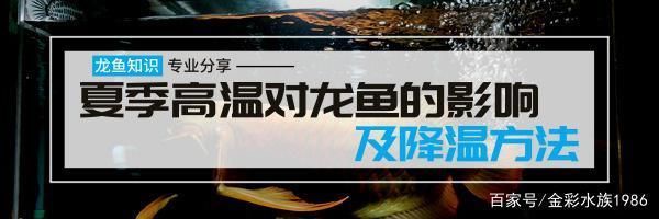 龍魚缸溫度高怎么降溫：夏季養龍魚注意事項，龍魚缸水質管理技巧