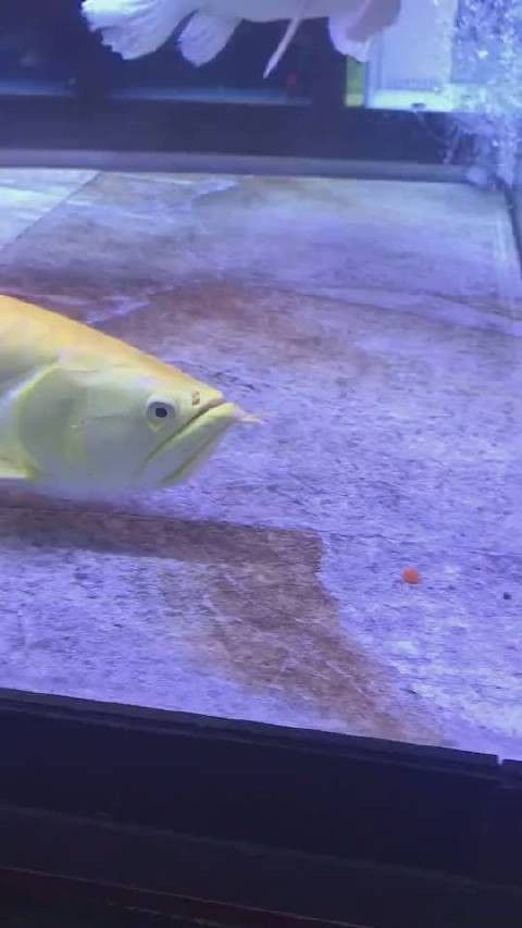 有沒有小龍魚社交行為的視頻？ 有沒有小龍魚社交行為的視頻？ 龍魚百科