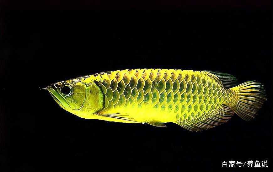 曼龍魚能和銀龍混養嗎