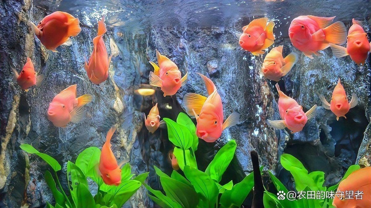 曼龍魚能和銀龍混養嗎