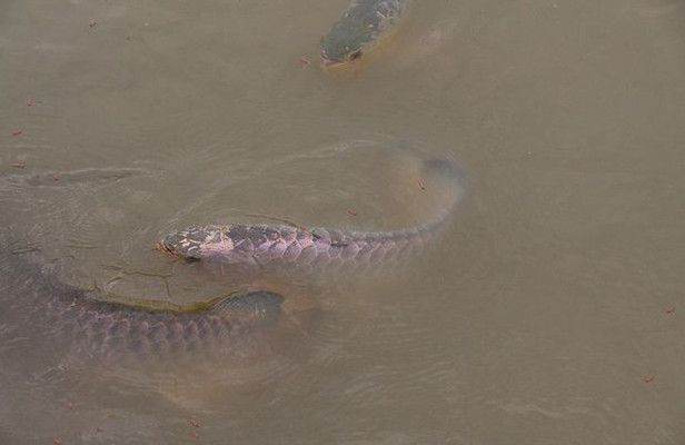 養龍魚一直開頂燈