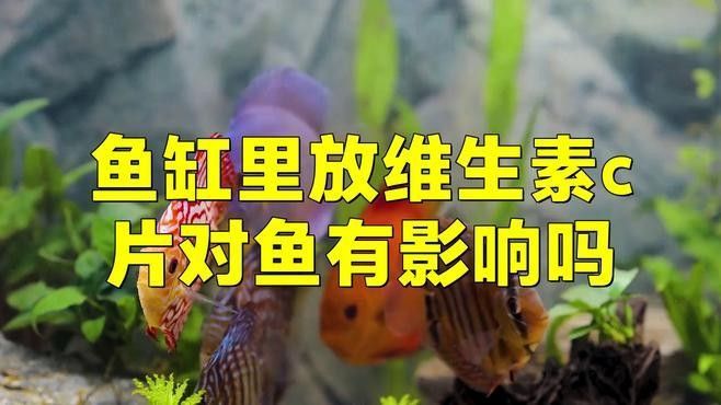 龍魚吃維生素C有什么作用