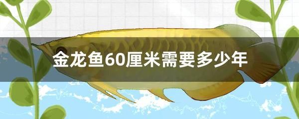 金龍魚60厘米需要多少年：金龍魚養多久才能長到60厘米大約需要多少年