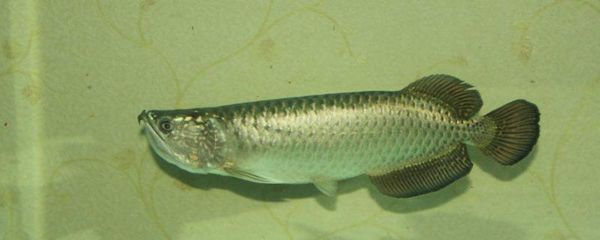 龍魚的箭蟲什么造成的：龍魚箭蟲不吃食怎么調(diào)理好(龍魚不吃食怎么辦