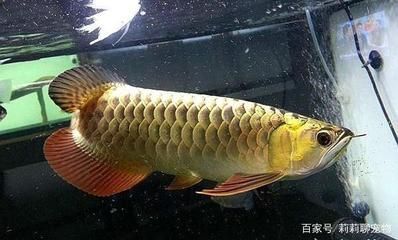 龍魚為什么是風(fēng)水魚的原因：龍魚為什么是風(fēng)水魚