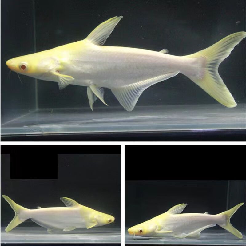 龍魚是上游魚嗎（龍魚在自然環境中傾向于在水域上層活動層次的詳細信息）