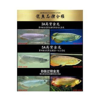 古典過背金龍魚什么時候發(fā)色（古典過背金龍魚發(fā)色過程揭秘藍底過背金龍魚發(fā)色過程）