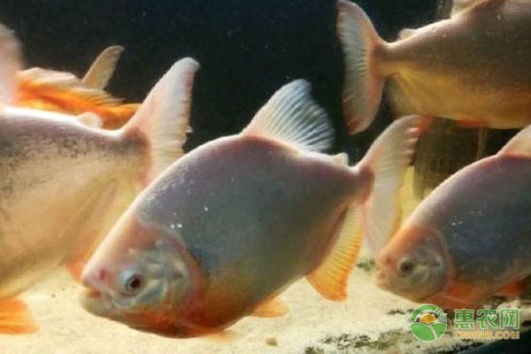 白子銀版魚：白子銀板魚混養(yǎng)搭配指南白子銀板魚混養(yǎng)搭配指南 白子銀版魚：白子銀板魚混養(yǎng)搭配指南白子銀板魚混養(yǎng)搭配指南 龍魚百科 第5張
