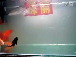 星點(diǎn)龍魚水質(zhì)管理方法：星點(diǎn)龍魚水質(zhì)管理方法星點(diǎn)龍魚水質(zhì)管理方法
