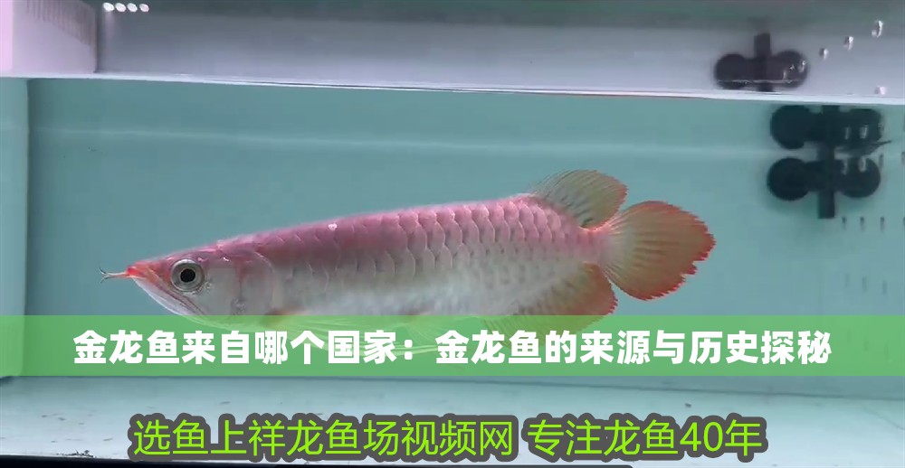 金龍魚來自哪個國家：金龍魚的來源與歷史探秘