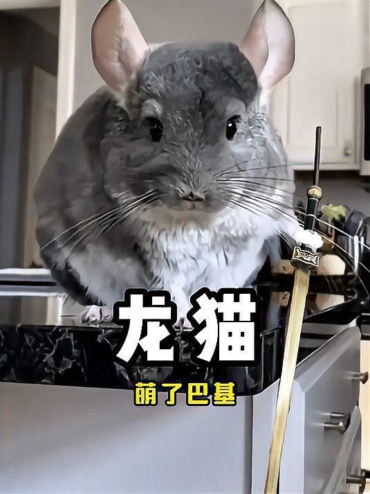 龍貓吃多少食物合適？