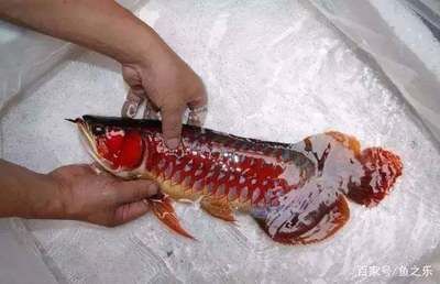 紅龍魚年齡怎么看（如何判斷紅龍魚年齡）