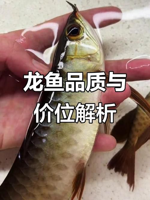 各種龍魚的價格圖片