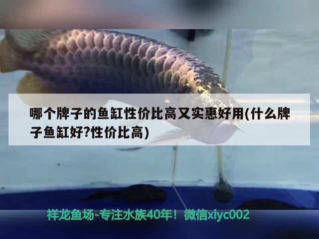 紅龍魚和金龍魚混養開什么燈好呢視頻：紅金龍魚和什么魚一起養