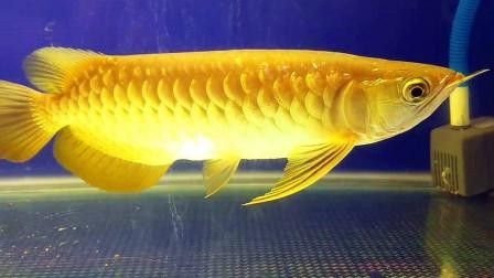 黃金龍魚多少錢一只圖片
