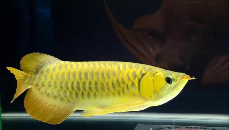 黃金龍魚多少錢一只圖片