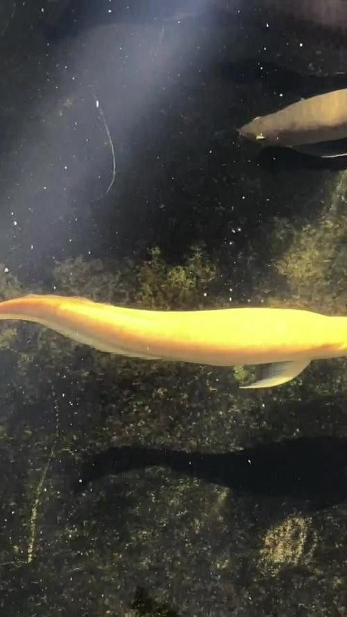 黃金龍魚多少錢一只圖片