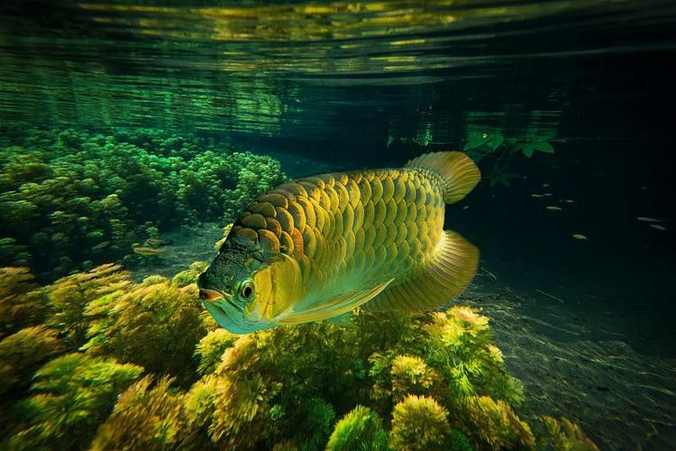 黃金龍魚多少錢一只圖片