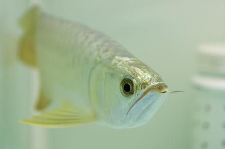 黃金龍魚多少錢一只圖片