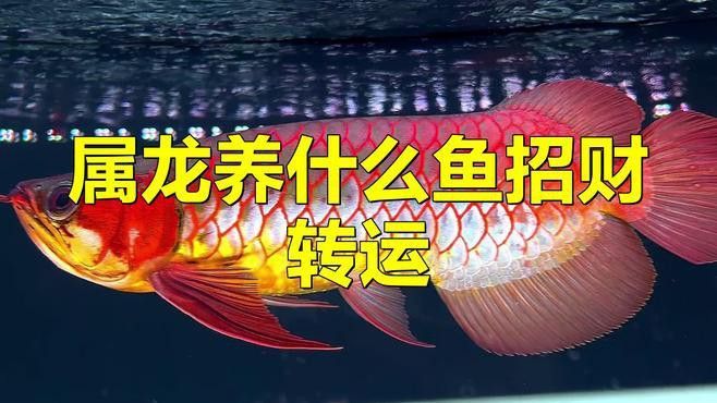 屬相與龍魚品種如何搭配？
