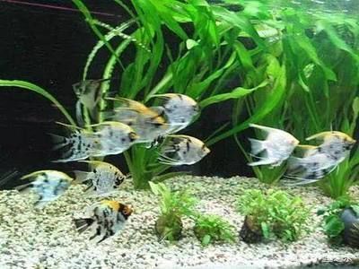 銀龍魚苗10cm怎么養（銀龍魚苗在10厘米左右時的養殖需要注意什么？）