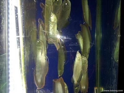 銀龍魚苗10cm怎么養（銀龍魚苗在10厘米左右時的養殖需要注意什么？）