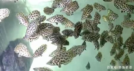跟龍魚差不多的觀賞魚（50種觀賞魚和龍魚混養的觀賞魚品種介紹）