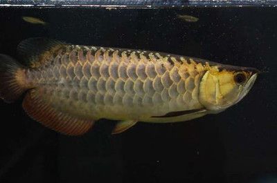 跟龍魚差不多的觀賞魚（50種觀賞魚和龍魚混養的觀賞魚品種介紹）