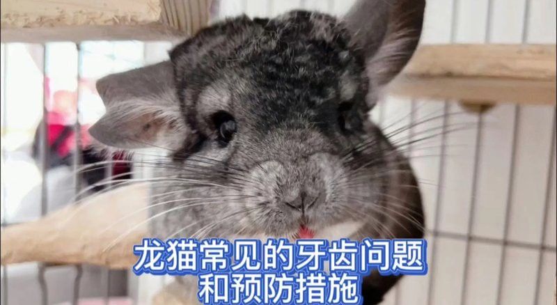 龍貓牙齒斷裂后如何護(hù)理？